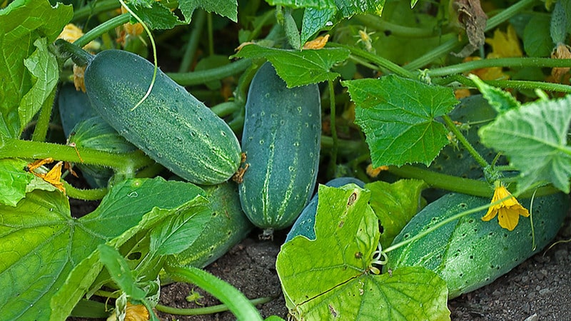 Early ripe cucumber hybrid Hector for open ground