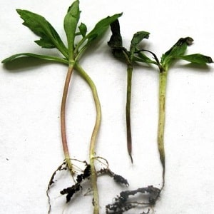 How your tomato seedlings can get sick, and how this can end