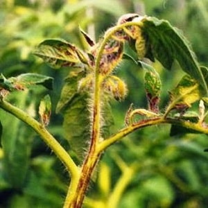 Streak tomatoes