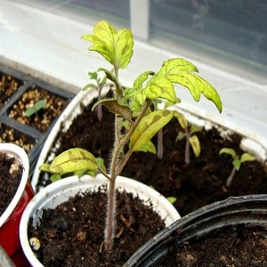 How your tomato seedlings can get sick, and how this can end