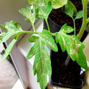 Sunburn of tomato seedlings