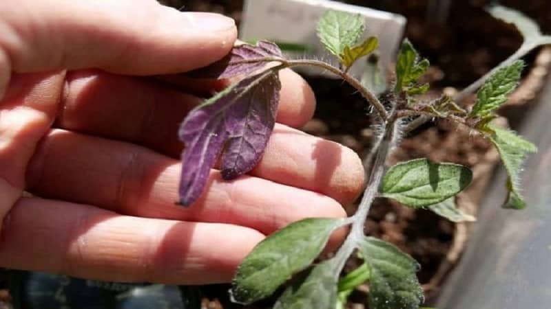 How your tomato seedlings can get sick, and how this can end