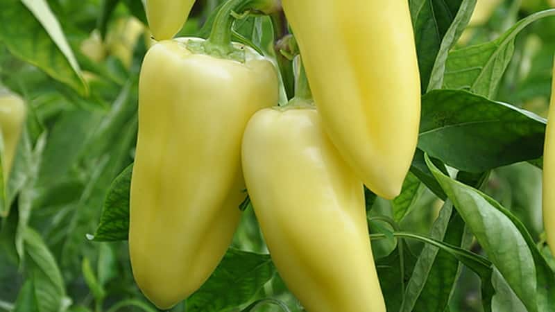 How to grow Snowfall sweet peppers on your own plot: step-by-step instructions and expert reviews