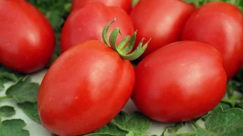 Review of the best varieties of tall tomatoes for open ground: help in choosing and reviews from summer residents