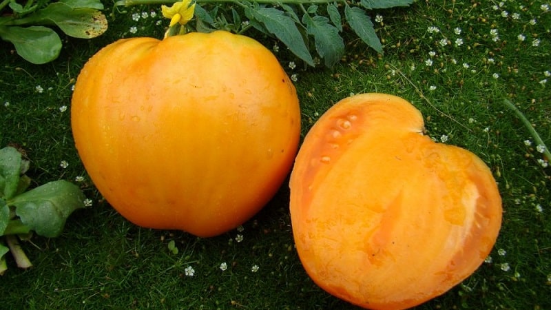 Review of the best varieties of tall tomatoes for open ground: help in choosing and reviews from summer residents