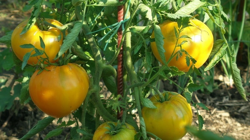 Review of the best varieties of tall tomatoes for open ground: help in choosing and reviews from summer residents