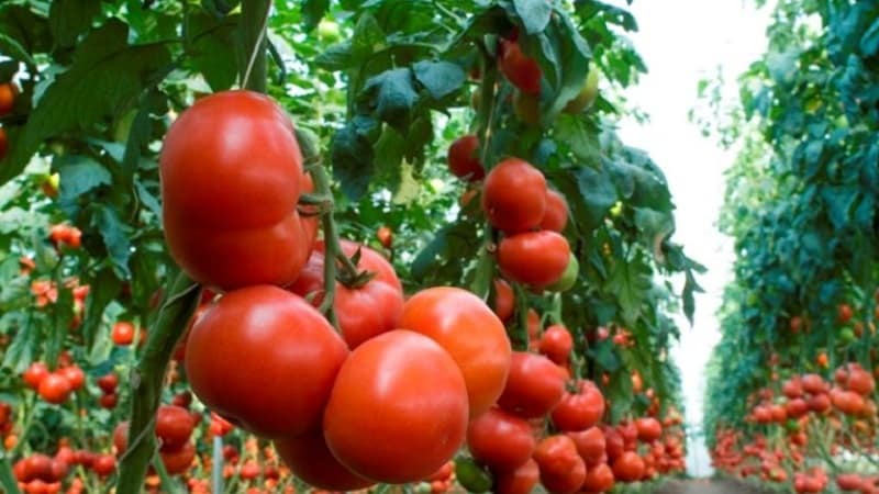 Review of the best varieties of tall tomatoes for open ground: help in choosing and reviews from summer residents