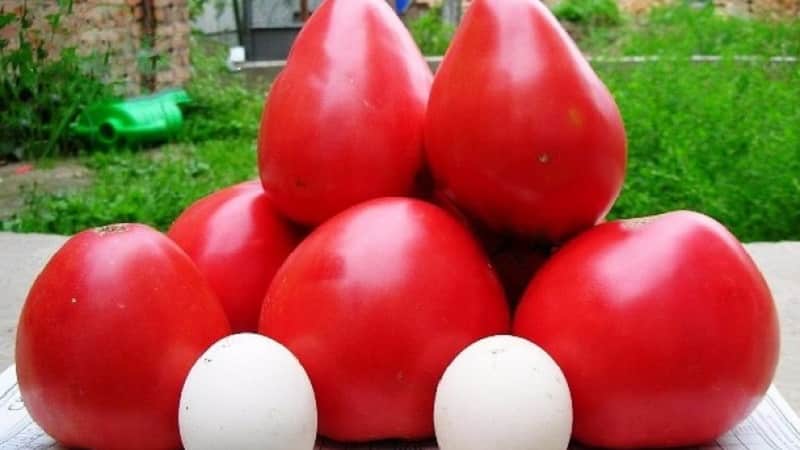 Review of the best varieties of tall tomatoes for open ground: help in choosing and reviews from summer residents