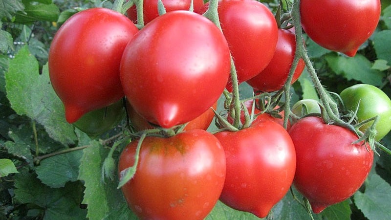 Review of the best varieties of tall tomatoes for open ground: help in choosing and reviews from summer residents