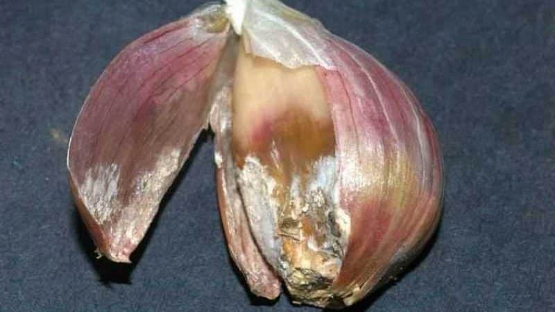 How and with what to treat garlic before planting for the winter: rules for preparing planting material and useful tips