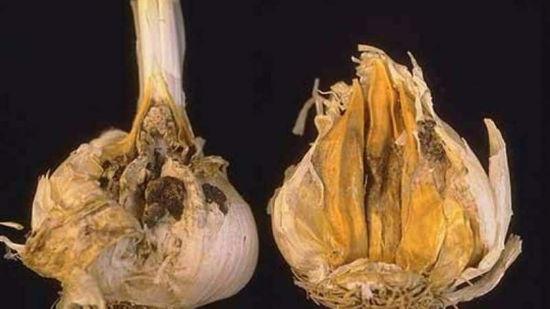 How and with what to treat garlic before planting for the winter: rules for preparing planting material and useful tips