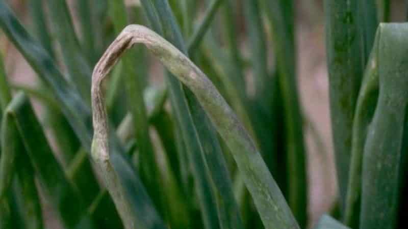 How and with what to treat garlic before planting for the winter: rules for preparing planting material and useful tips