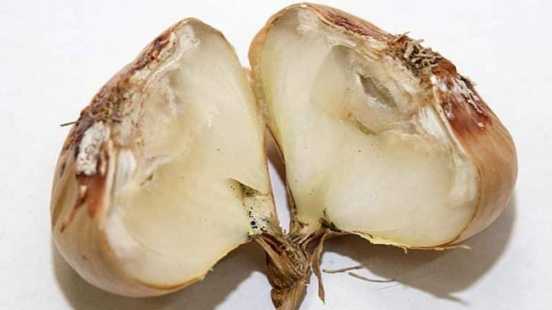 How and with what to treat garlic before planting for the winter: rules for preparing planting material and useful tips