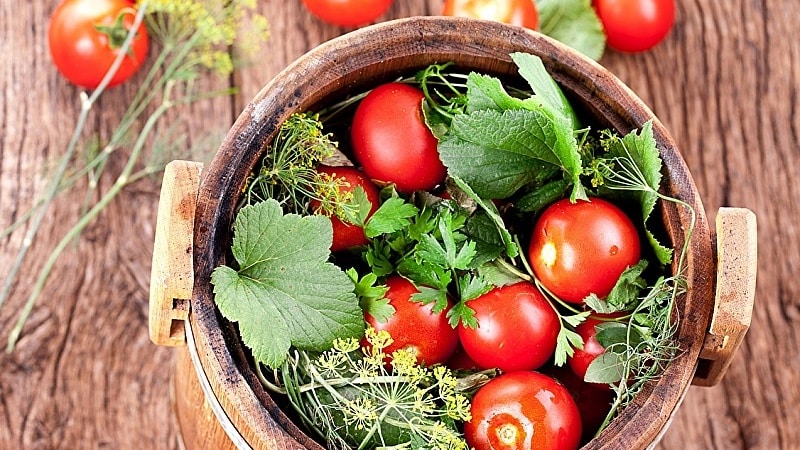 Top 10 best recipes for pickling tomatoes in a barrel, features of preparing containers and storing ready-made pickles