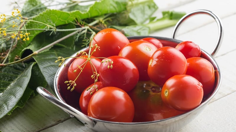 Top 10 best recipes for pickling tomatoes in a barrel, features of preparing containers and storing ready-made pickles