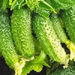 Early ripening and self-pollinating cucumber Shchedrik for fresh consumption and preparations for the winter