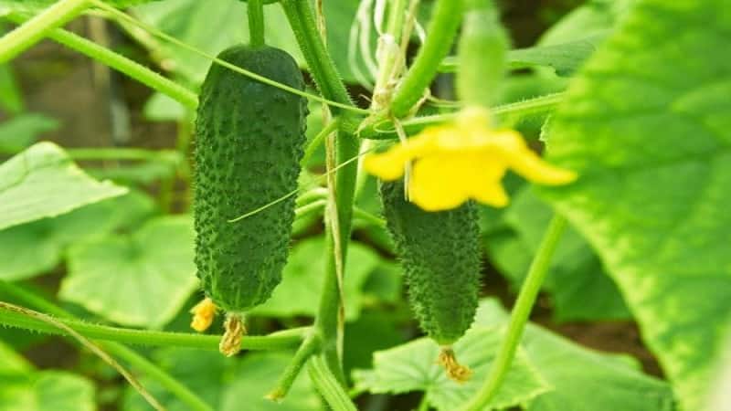 Early ripening and self-pollinating cucumber Shchedrik for fresh consumption and preparations for the winter