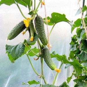 Early ripening and self-pollinating cucumber Shchedrik for fresh consumption and preparations for the winter