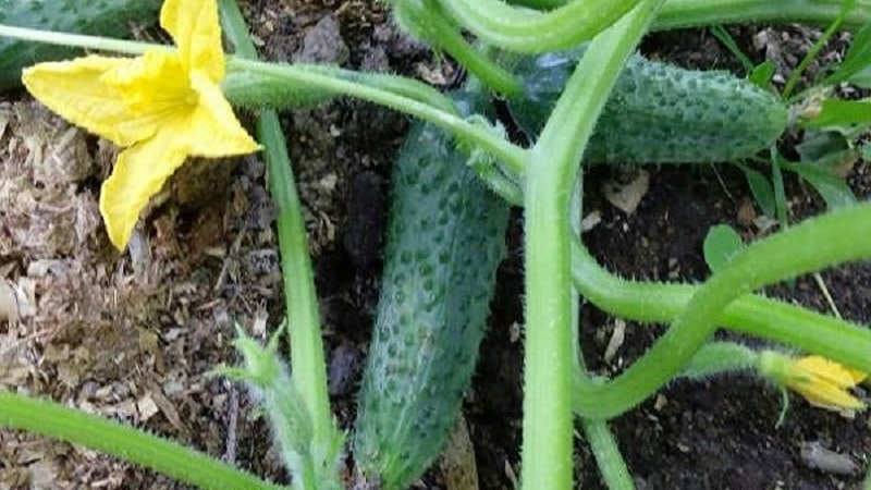 Early ripening and self-pollinating cucumber Shchedrik for fresh consumption and preparations for the winter
