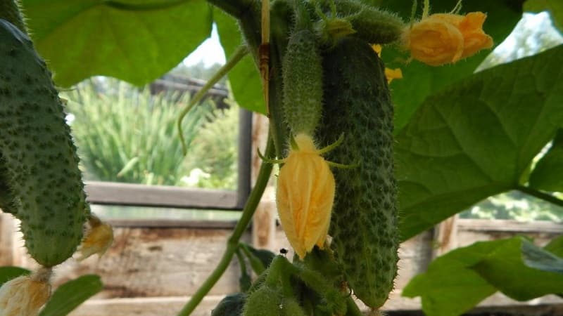 Early ripening and self-pollinating cucumber Shchedrik for fresh consumption and preparations for the winter