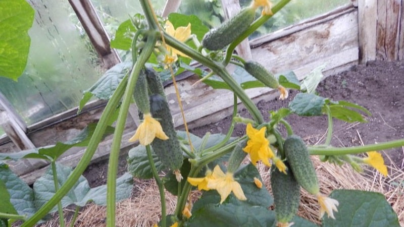 Early ripening and self-pollinating cucumber Shchedrik for fresh consumption and preparations for the winter