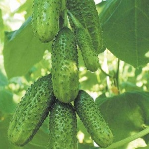 Early ripening and self-pollinating cucumber Shchedrik for fresh consumption and preparations for the winter