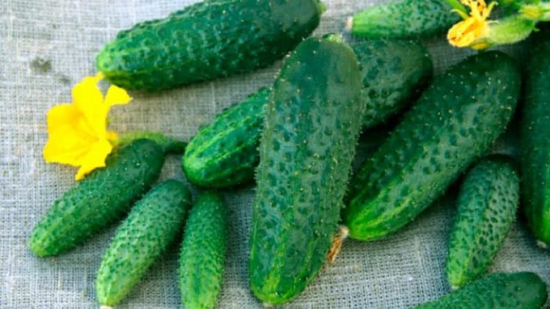 Early ripening and self-pollinating cucumber Shchedrik for fresh consumption and preparations for the winter