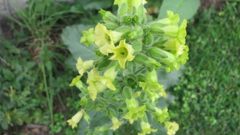 What is tobacco, its origin, cultivation and use