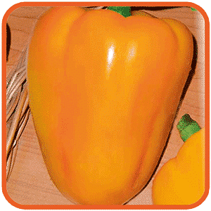 How to grow Bogdan pepper on your own plot: review and secrets of getting a rich harvest