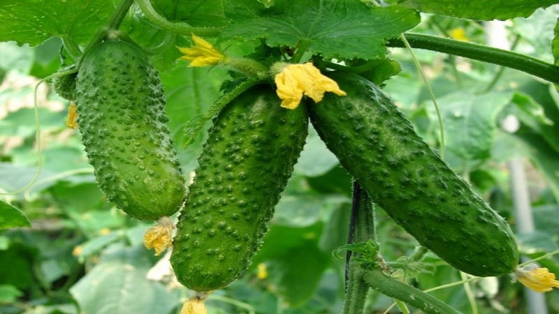 Young hybrid of Herman cucumbers for greenhouses and open ground