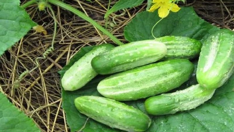 Mid-season cucumber variety Competitor with good yield and simple growing conditions