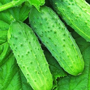Mid-season cucumber variety Competitor with good yield and simple growing conditions