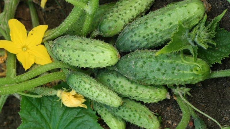 Mid-season cucumber variety Competitor with good yield and simple growing conditions