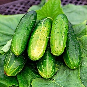 Mid-season cucumber variety Competitor with good yield and simple growing conditions