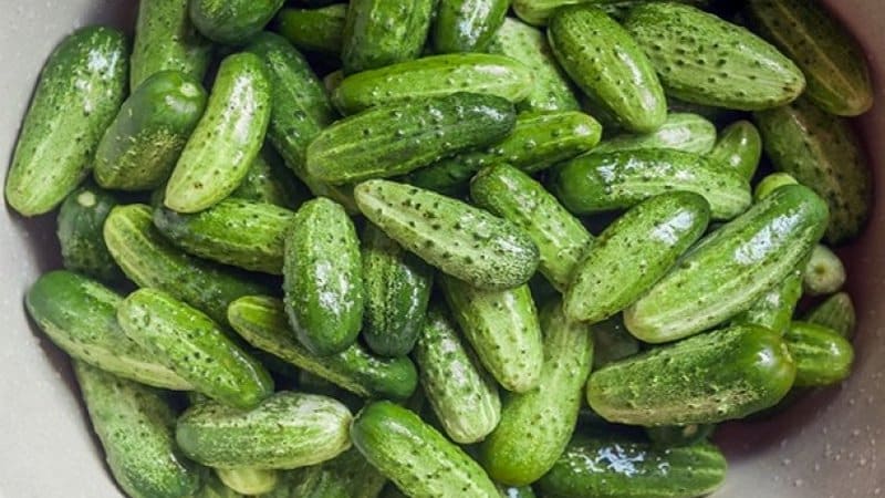 Mid-season, bee-pollinated cucumber Rodnichok from Moldavian breeders