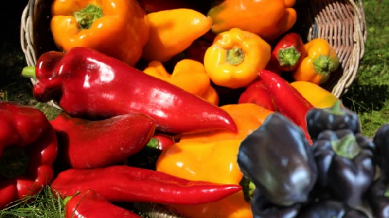 How to collect pepper seeds at home: instructions for properly preparing seed