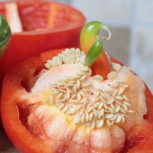 How to collect pepper seeds at home: instructions for properly preparing seed
