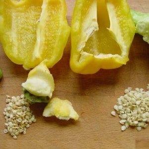 How to collect pepper seeds at home: instructions for properly preparing seed