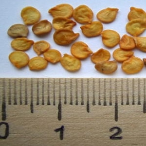 How to collect pepper seeds at home: instructions for properly preparing seed