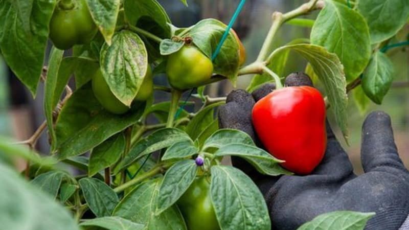 How to collect pepper seeds at home: instructions for properly preparing seed