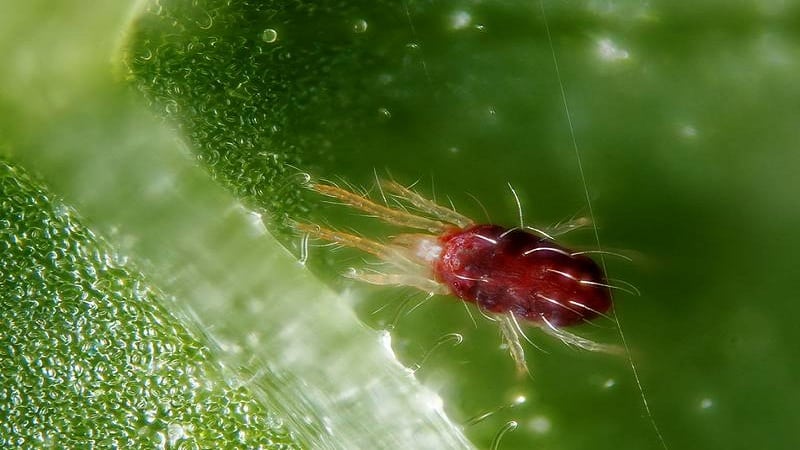 How to get rid of spider mites on cucumbers in a greenhouse: proven methods of control and prevention