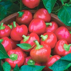 A time-tested variety of Kolobok pepper with an unusual shape and excellent taste.