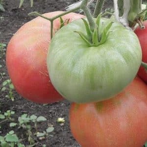 Large-fruited variety with a delicate taste for dietary nutrition - Tsar Bell tomato