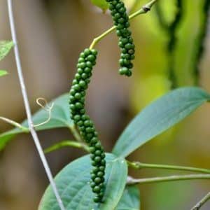 How black pepper grows, its benefits and harms, areas of application