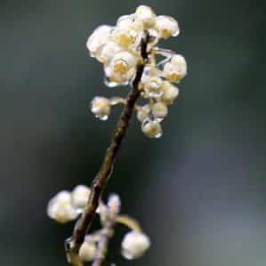 How black pepper grows, its benefits and harms, areas of application