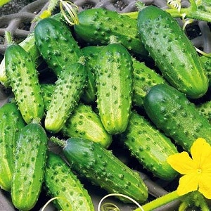 Cucumber variety Zhuravlenok from Crimean breeders for growing in warm climates