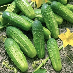 Cucumber variety Zhuravlenok from Crimean breeders for growing in warm climates