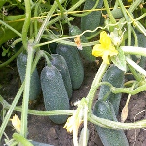 Juicy Adam cucumbers with a delicate sweetish taste from Dutch breeders