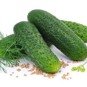 Juicy Adam cucumbers with a delicate sweetish taste from Dutch breeders