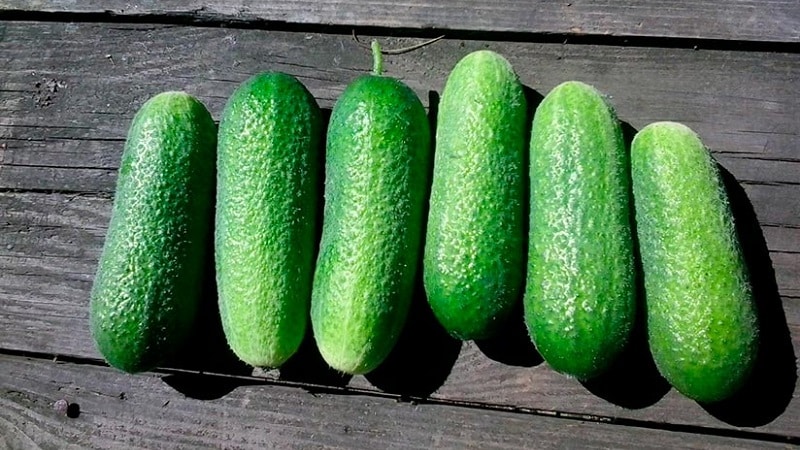 Juicy Adam cucumbers with a delicate sweetish taste from Dutch breeders